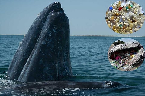 फोटो साभार: विकिमीडिया कॉमन्स