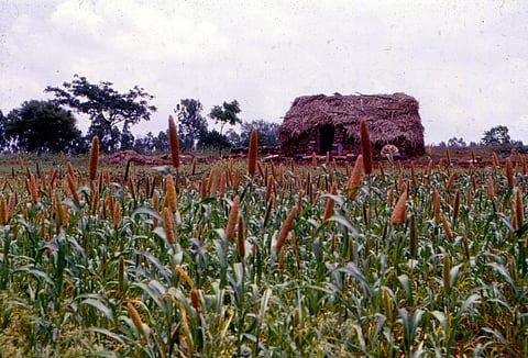A bajra or pearl millet field. Photo: CSE