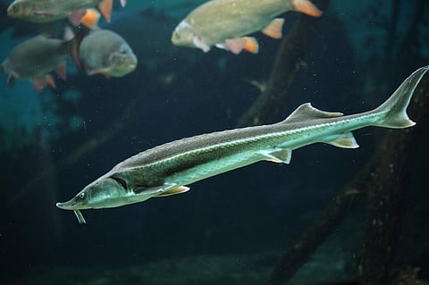 Sturgeons, considered the world’s most endangered species, swim to the Danube from the Black Sea to spawn. Photo: iStock