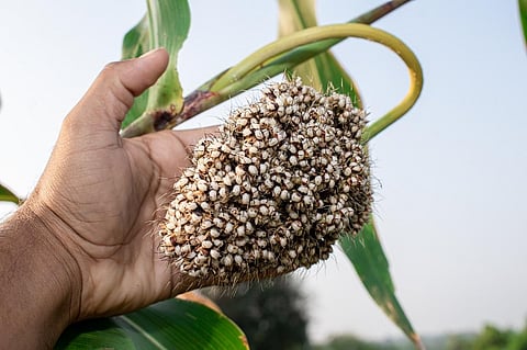 Wheat requires 1.4 times more water than jowar owing to the extension of its growth cycle into summer. Photo: iStock.