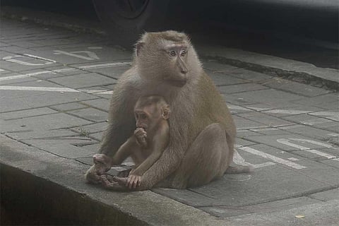 फोटो साभार: विकिमीडिया कॉमन्स, माइक बर्ड्स