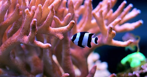 How climate change is causing a communication breakdown in the animal world