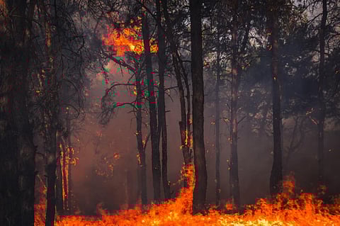 Photo: iStock