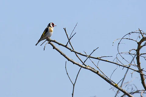 The goldfinch was the most targeted bird species. Photo: iStock.