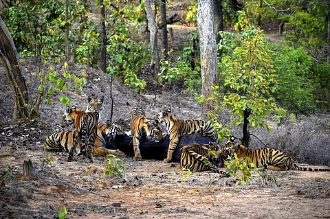 Tigress T28 with her biological and adopted children. Photo: Sanjay Tiger Reserve team