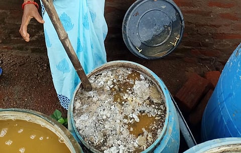 In rural India, biofertilisers can be fermented locally using cheap and easily accessible materials like cow dung, milk, sugars, ashes and rock dust mixed with water. Photo: Authors provided