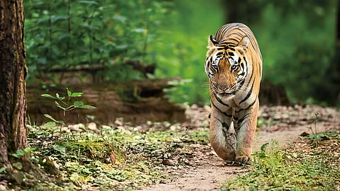 International Tiger Day 2023: Should India cap its big cat population? Here is what experts say