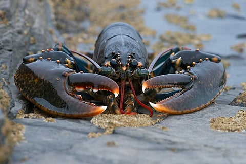 The European lobster (Homarus gammarus) Photo: Dave M Hunt Photography/Shutterstock