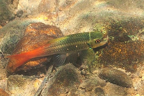 फोटो साभार: जूटाक्सा पत्रिका