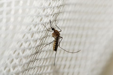 There were strong indications in the research that El Nino years pose an increased risk for malaria epidemics in the September-December period in central, western and northern highlands of Ethiopia following the Kiremt rainy season. Photo: iStock