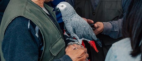 African Grey Parrot. representative photo: iStock.