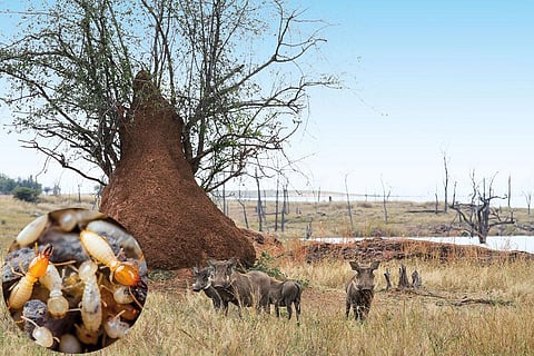 हजारों की संख्या में कॉलोनी में रहने वाले दीमकों के मीथेन उत्सर्जन के अलग-अलग आंकड़े हैं