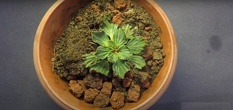 Dessication-tolerant plant Corallodiscus lanuginosus, discovered by the researchers. Screengrab: Plants, People & Poetry / Youtube