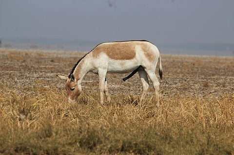 Saltpan worker representatives claim that wildass population in the area wouldn't have grown if there was human-wildlife conflict. Photo: iStock