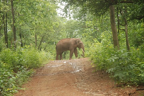 An elephant in Dalma National Park, Madhya Pradesh. File Photo: CSE