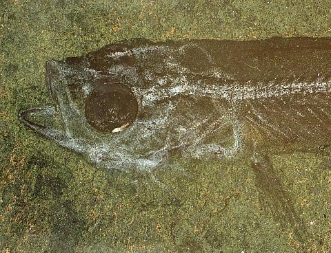 Photo: Authors provided, CC BY-ND