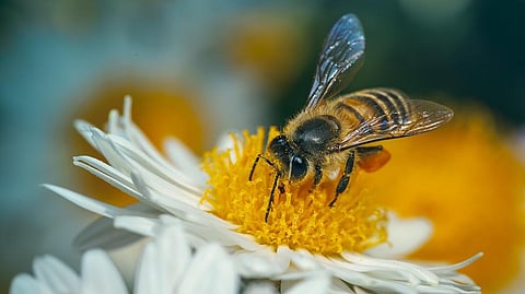 Do honeybees tightly regulate their diet? Researchers trying to find out