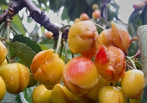 Since much of the produce has broken due to regular rainfall, many farmers did not even get the amount they spent on purchasing pesticides and fertilisers. Photo: Irfan Amin Malik.