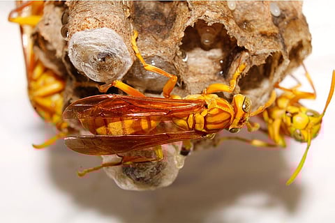 अपने घोंसले में युवा पीली ततैया, फोटो: आईस्टॉक