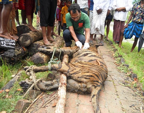 Lead researcher Nasir Uddin doing post mortem examination of a killed tiger. Photo Credit: Khairul Islam