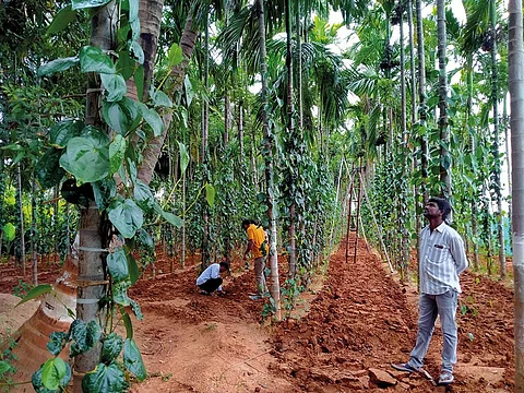 बहुस्तरीय खेती में डिजाइन महत्वपूर्ण पहलू है क्योंकि भूमि के टुकड़े फसलों में वर्गीकृत नहीं हैं, बल्कि पौधे की ऊंचाई, कैनोपी और विकास के आधार पर सावधानीपूर्वक नियोजित होते हैं (फोटो सौजन्य: सीएसआईई-अत्री)