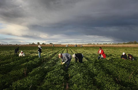 Mexican migrant workers harvest parsley on a farm in Wellington, Colo. Photo: John Moore/Getty Images