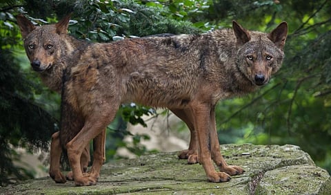 A pair of Iberian wolves. Photo: iStock