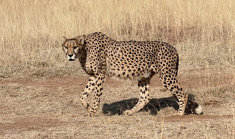 A cheetah in South Africa. iStock photo for representation