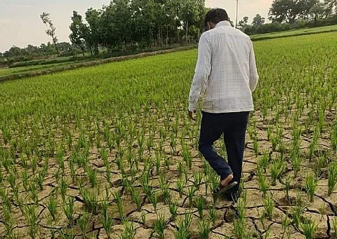 A farmer walks in his dry paddy field in Bihar's Saharsa district. Photo: Bipul Kumar