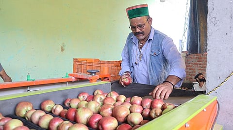 हिमाचल प्रदेश में पूरा सीजन सेब बागवानोंं को मौसम चुनौती देता रहा। फोटो: रोहित पराशर