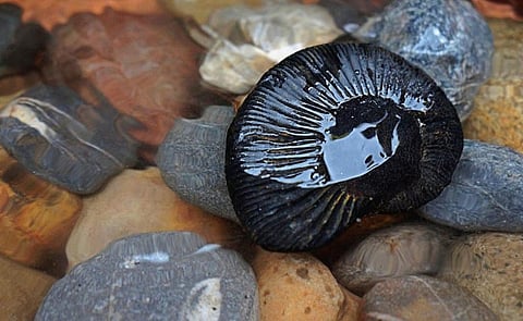 A Shaligram on top of a bed of small rocks. Holly Walters, CC BY-SA