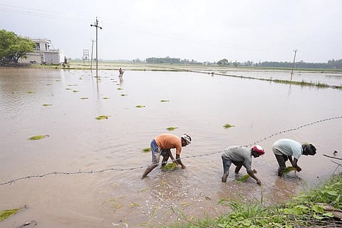 पंजाब में बाढ़ की वजह से नष्ट होने के कारण दोबारा से धान की रोपाई की जा रही है। फोटो: एश्वर्या/सीएसई