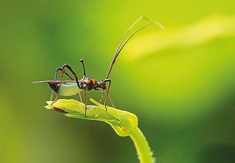 The tea mosquito bug (species of Helopeltis) is affecting tea production in both low and high elevation plantations in northern and southern states of the country