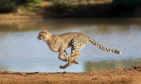 In South Africa, 200 cheetahs were lost over a span of 26 years to standardise reintroduction protocols and make it a success. Photo: iStock