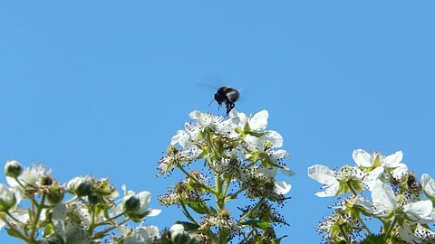 A bumblebee flying over a blooming bramble bush. Photo: Legonkov Vladimir