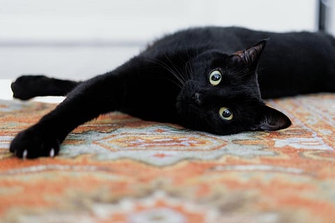Who run the world? Cats! Photo: Grace Cary/Moment via Getty Images