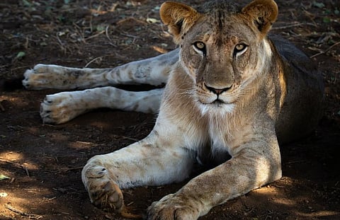 Lion farming in South Africa: fresh evidence adds weight to fears of link with illegal bone trade