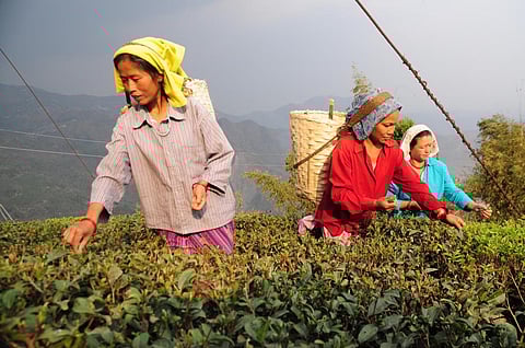 Small tea growers have been facing a price crisis this year according to recent reports, with many of them having to sell tea leaves at prices less than the cost of production. File photo: CSE