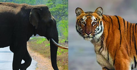 World Elephant Day 2023: Merger of its Project with that of the tiger seems to be a matter of administrative convenience
