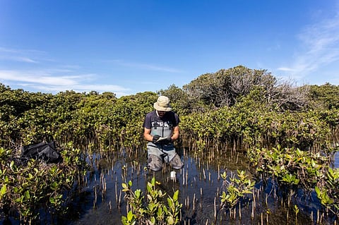 Soaring wetland emissions of methane mirror those which accompanied previous abrupt changes in Earth’s climate. Photo: I Noyan Yilmaz Shutterstock