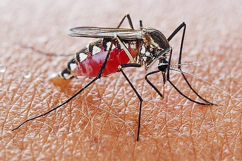 वैज्ञानिकों ने मच्छरों से फैलने वाले कई वायरसों के लिए दवा की पहचान की