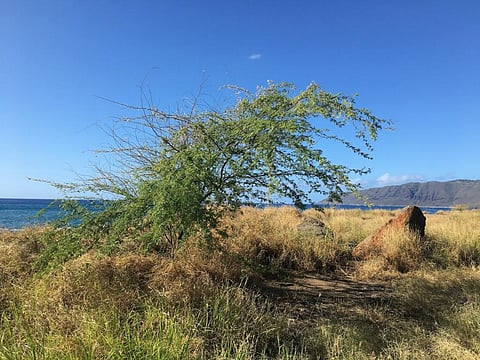 Hawaii has very dry landscapes, such as parts of the west coast of Oahu. Photo: Maria Ermolova / iStock / Getty Images Plus