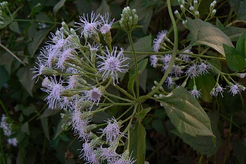 फोटो साभार: विकिमीडिया कॉमन्स, क्रोमोलाएना ओडोरेटा या सियाम खरपतवार,  दिनेश वाल्के