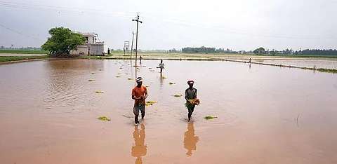 Labourers replant paddy saplings in Darba village, Patiala, after heavy rain in the second week of July destroyed the month-old plants (Photographs by Aishwarya Iyer)