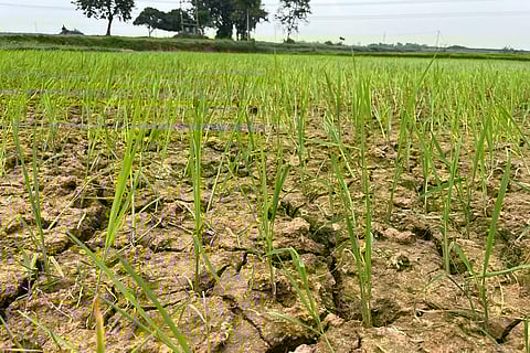 Jharkhand may be declared drought-hit again this year
