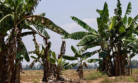 States like Kerala, India’s gateway to the monsoon, have hardly seen any rain. Photo: iStock