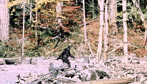 Frame 352 of the famous Patterson-Gimlin film, alleged to depict a female Bigfoot. Photo: Wikimedia Commons