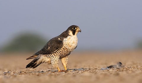 A Peregrine Falcon in the Little Rann of Kutch. The species is in decline, according to the State of India's Birds 2023. Photo: iStock