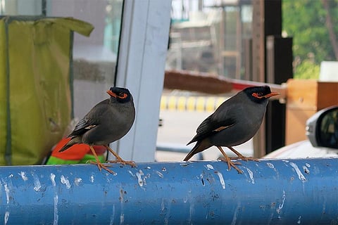 दिल्ली में एक टोल बूथ के पास गर्मी से बचने की कोशिश करते पक्षी; फोटो: आईस्टॉक