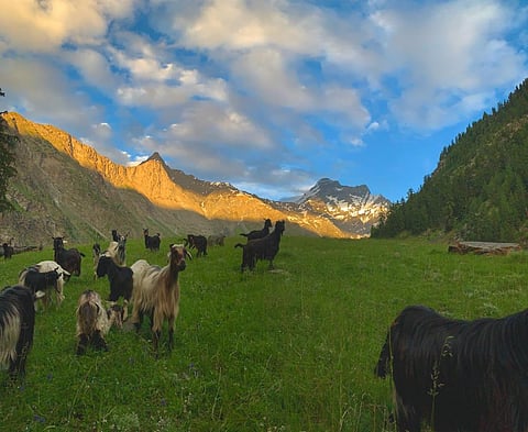 PPR afflicted flock in Hadsar, Lahaul at 14,000 feet. Photo: Author provided